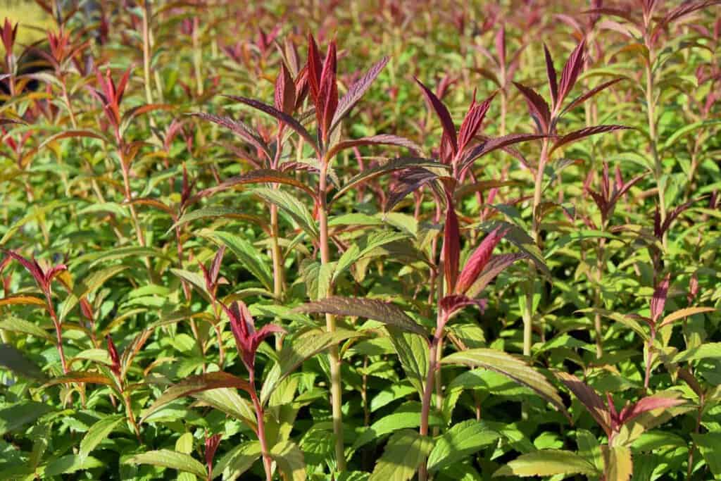 Spiraea japonica 'Anthony Waterer' 30-40 cm